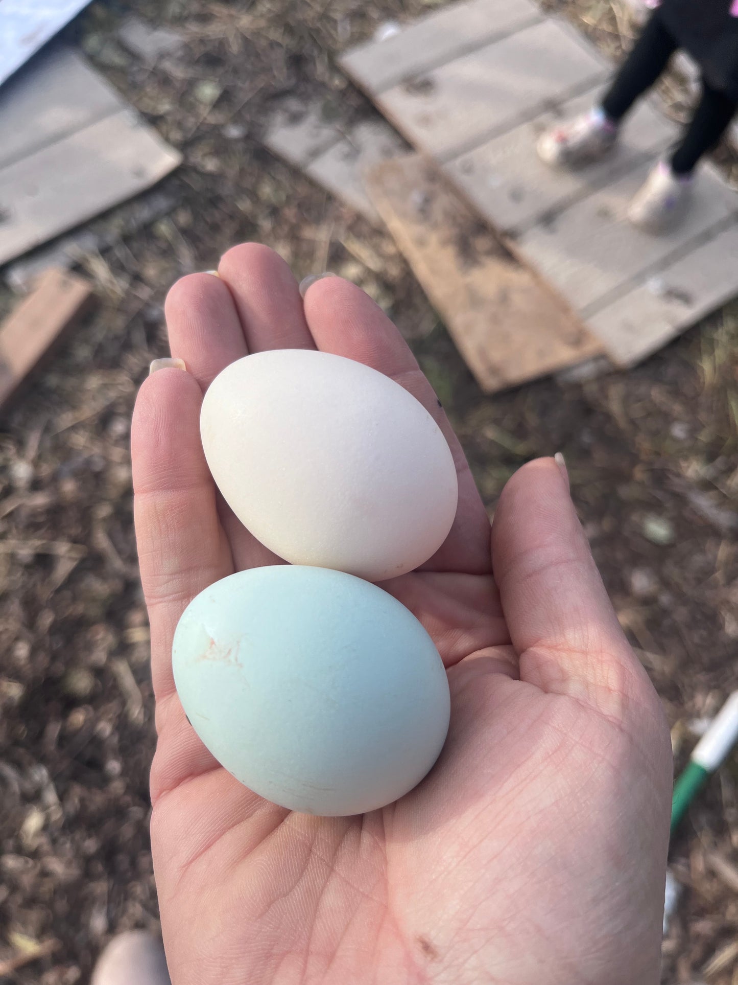 Cream/Opal Crested Legbars