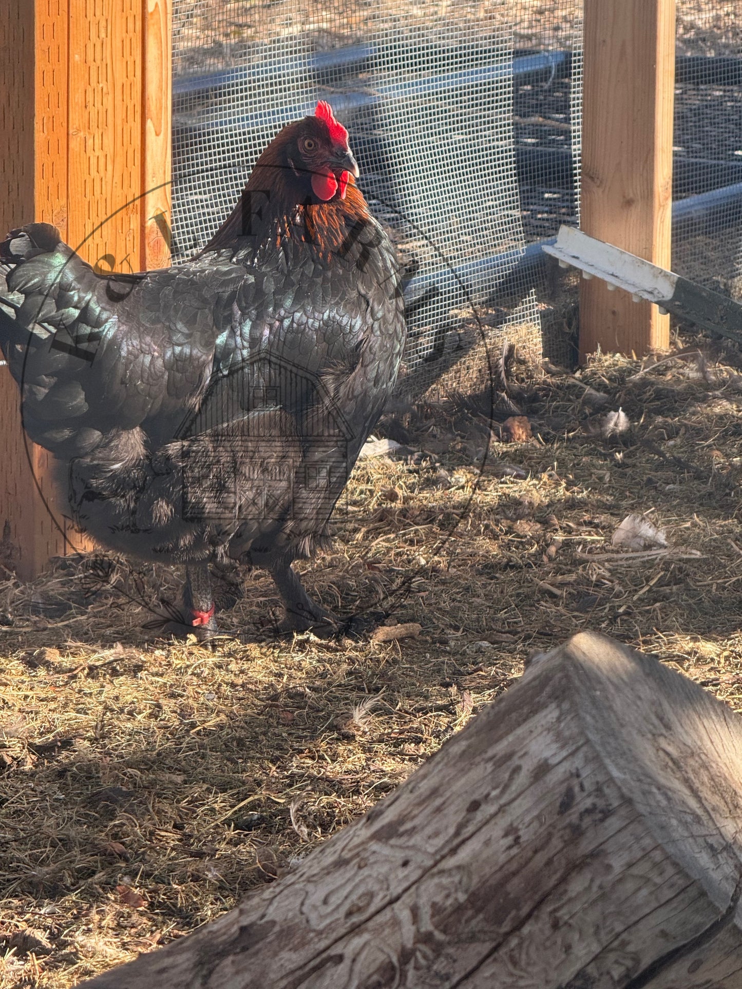 Black Copper Marans