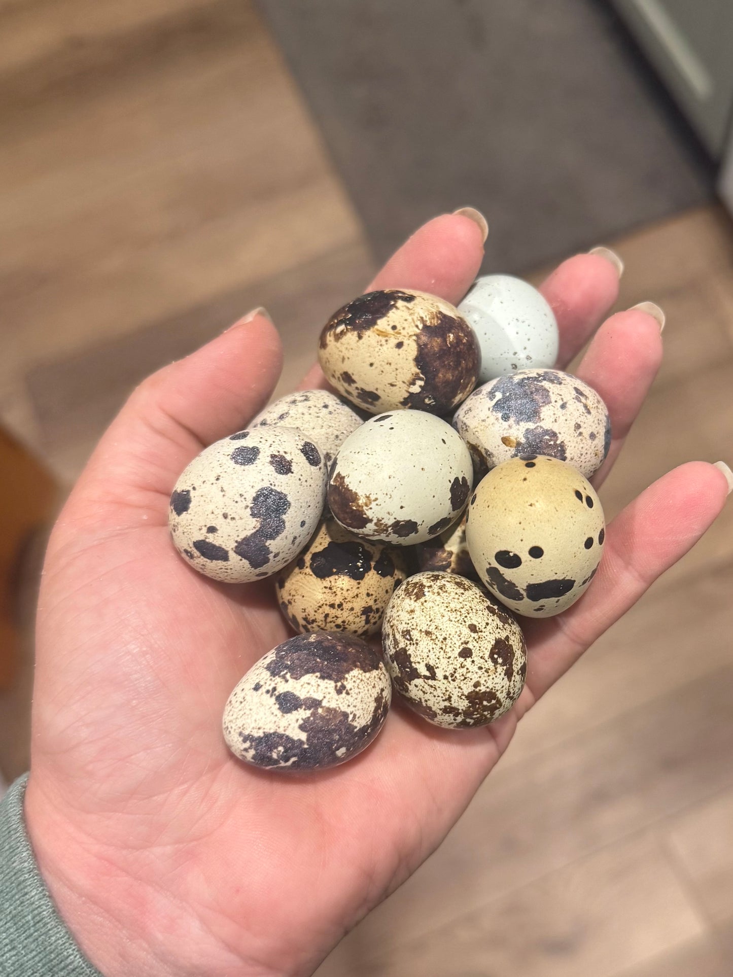 Jumbo Brown Cortunix Quail