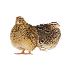 Jumbo Brown Cortunix Quail