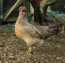 Cream/Opal Crested Legbars