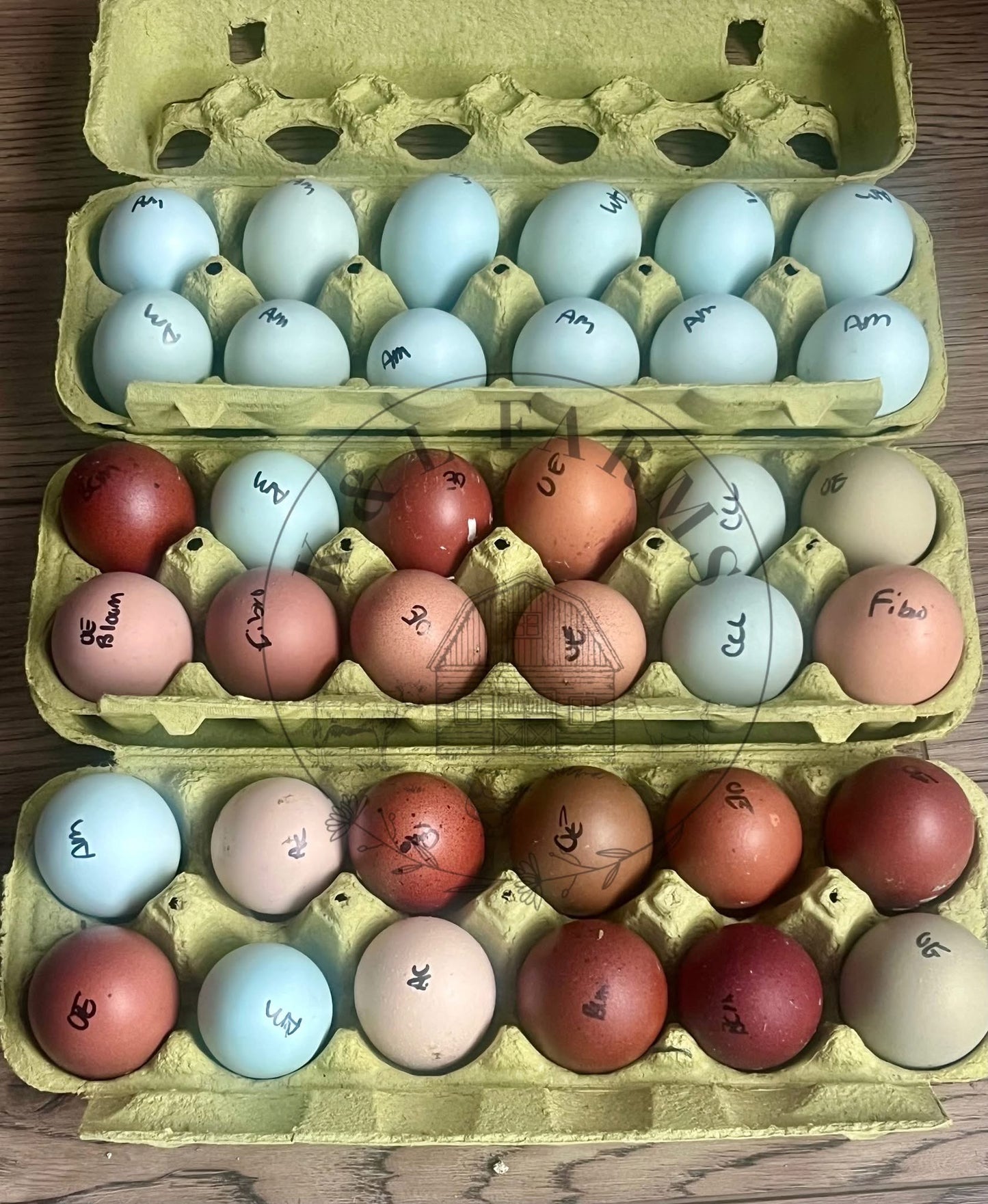 Rainbow Chick Bundle (10)