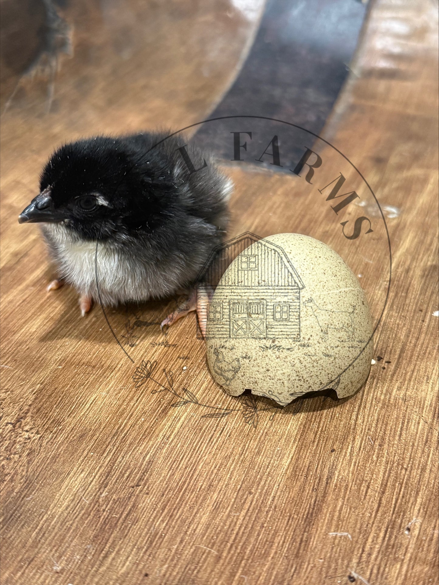 Multi Generational Olive eggers