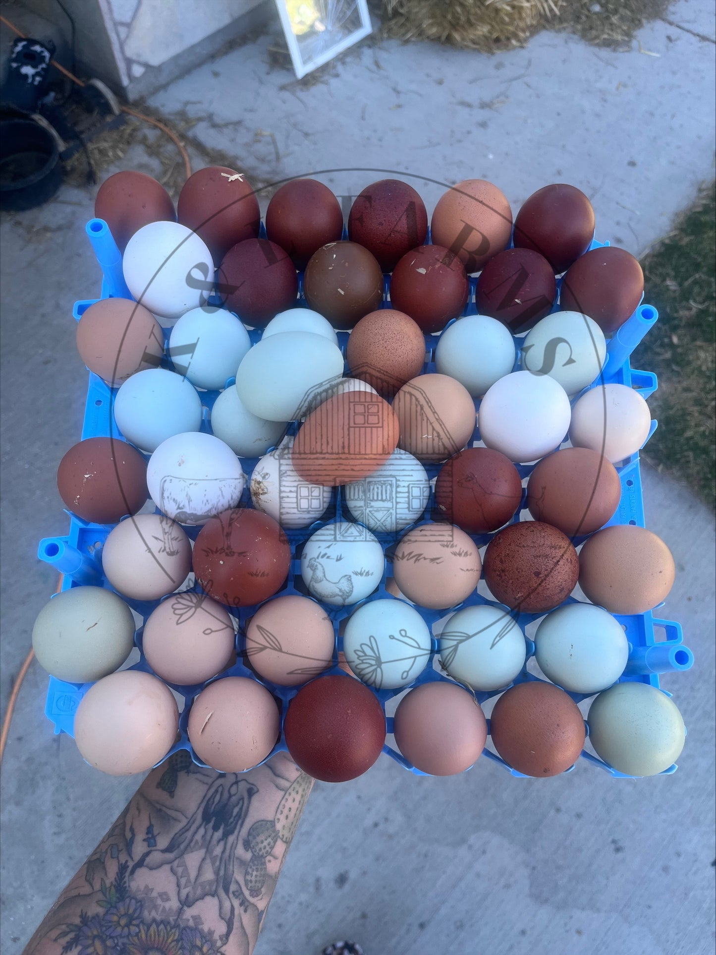 Chasing the Rainbow Hatching Eggs