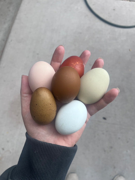 Multi Generational Olive eggers