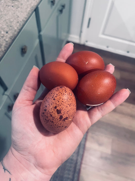 Black Copper Marans