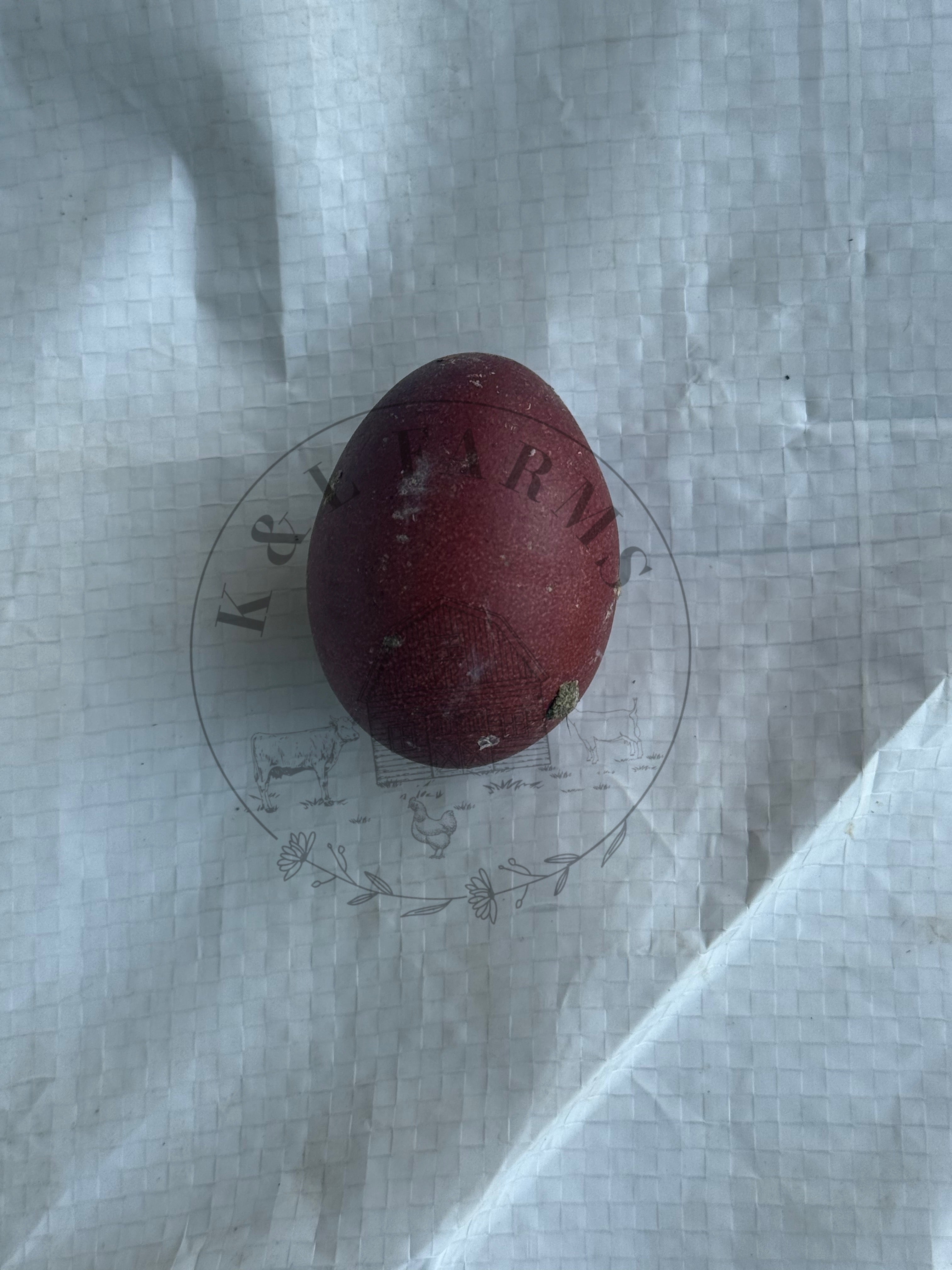 6 Dark & Bloomey Marans Hatching Eggs – Multi-Gen Mixes – Olive Eggers – US