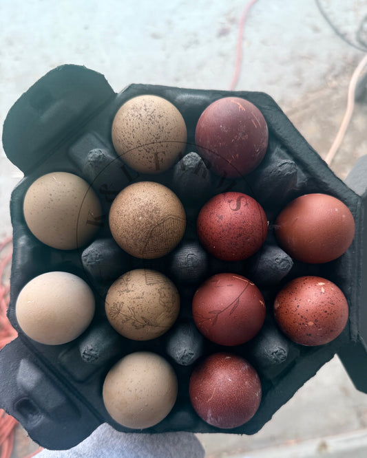 Dark and Bloomy Hatching Eggs