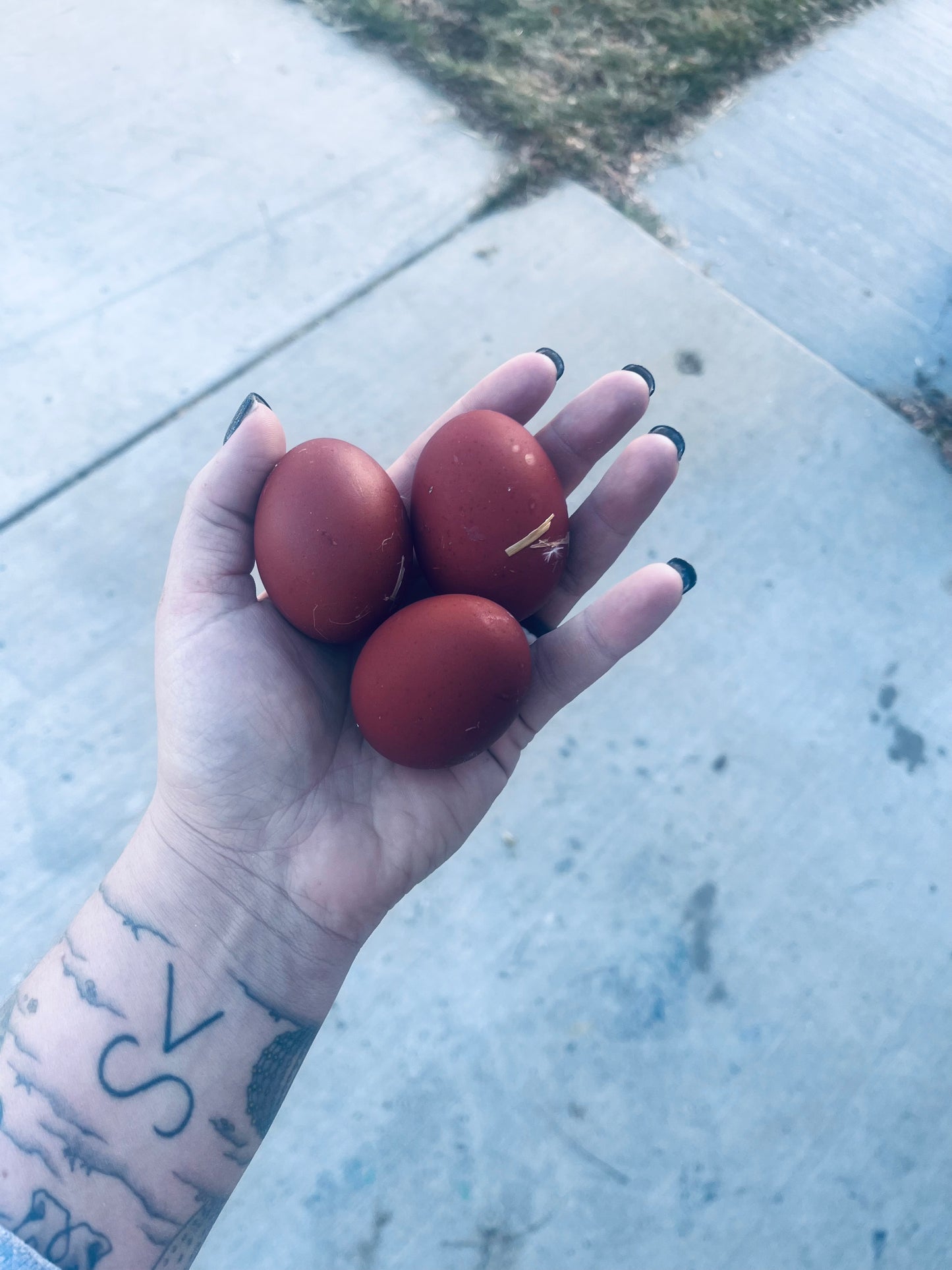 Black Copper Marans