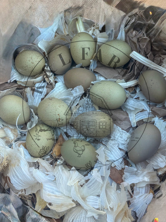 Multi Generational Olive eggers