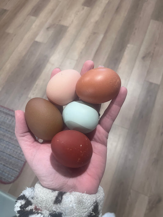 Rainbow Hatching Eggs