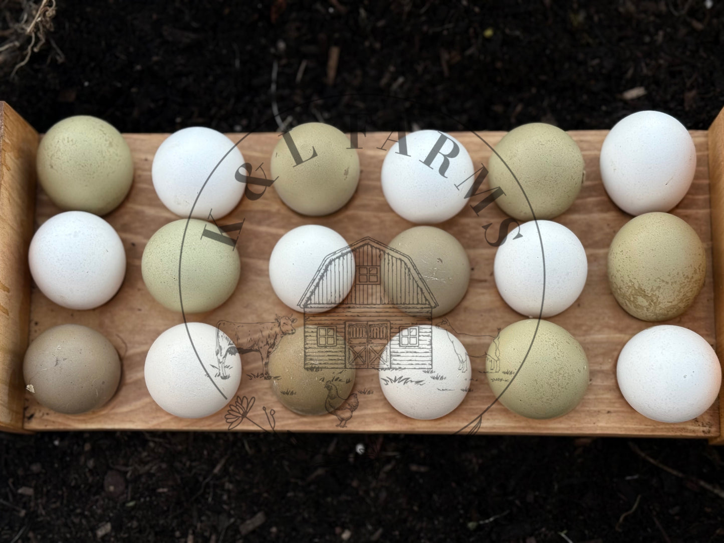 Multi Generational Olive eggers