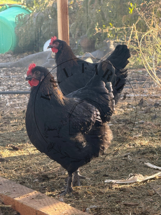 Black Copper Marans Pullet