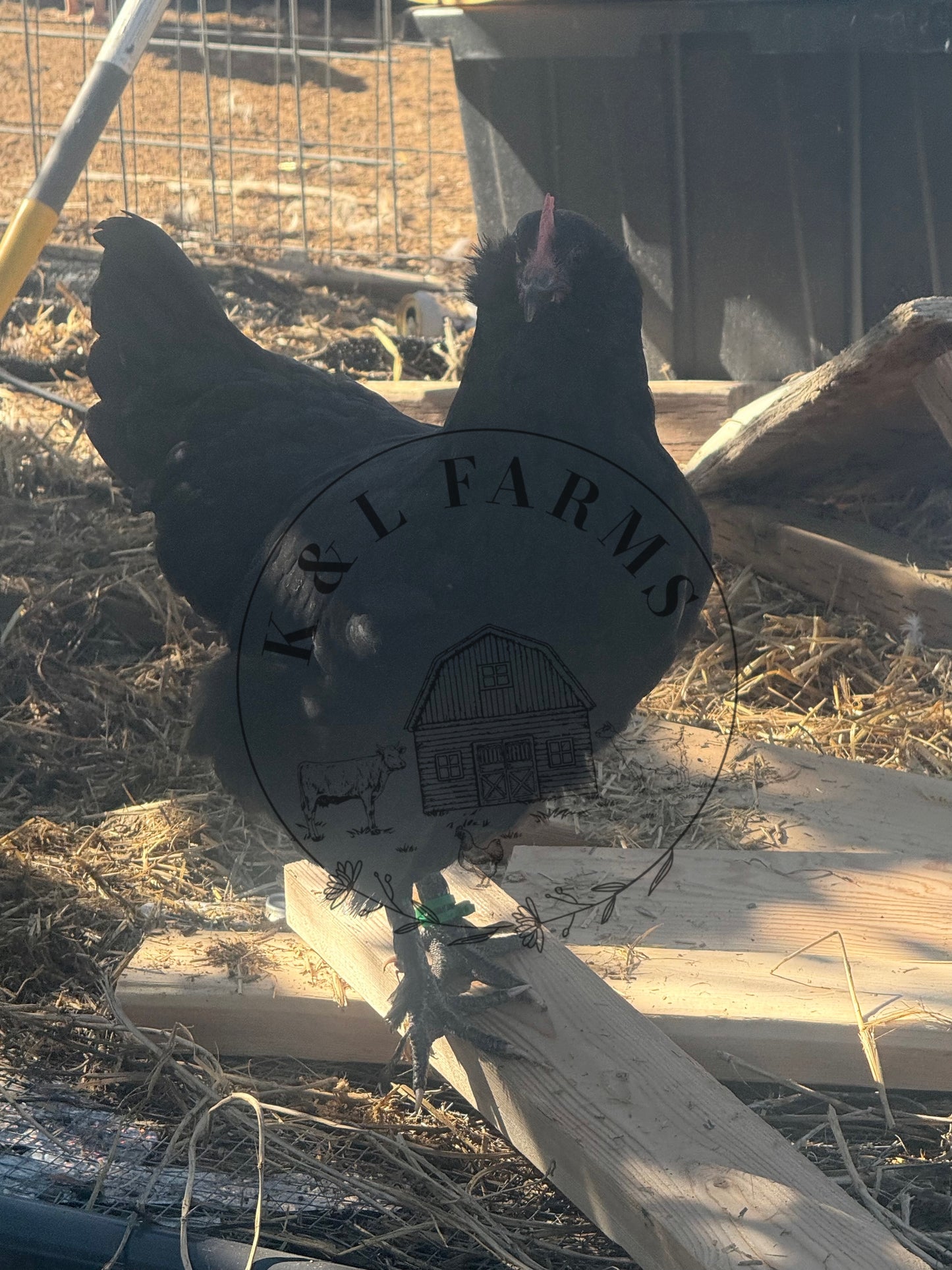 Olive Egger Pullet