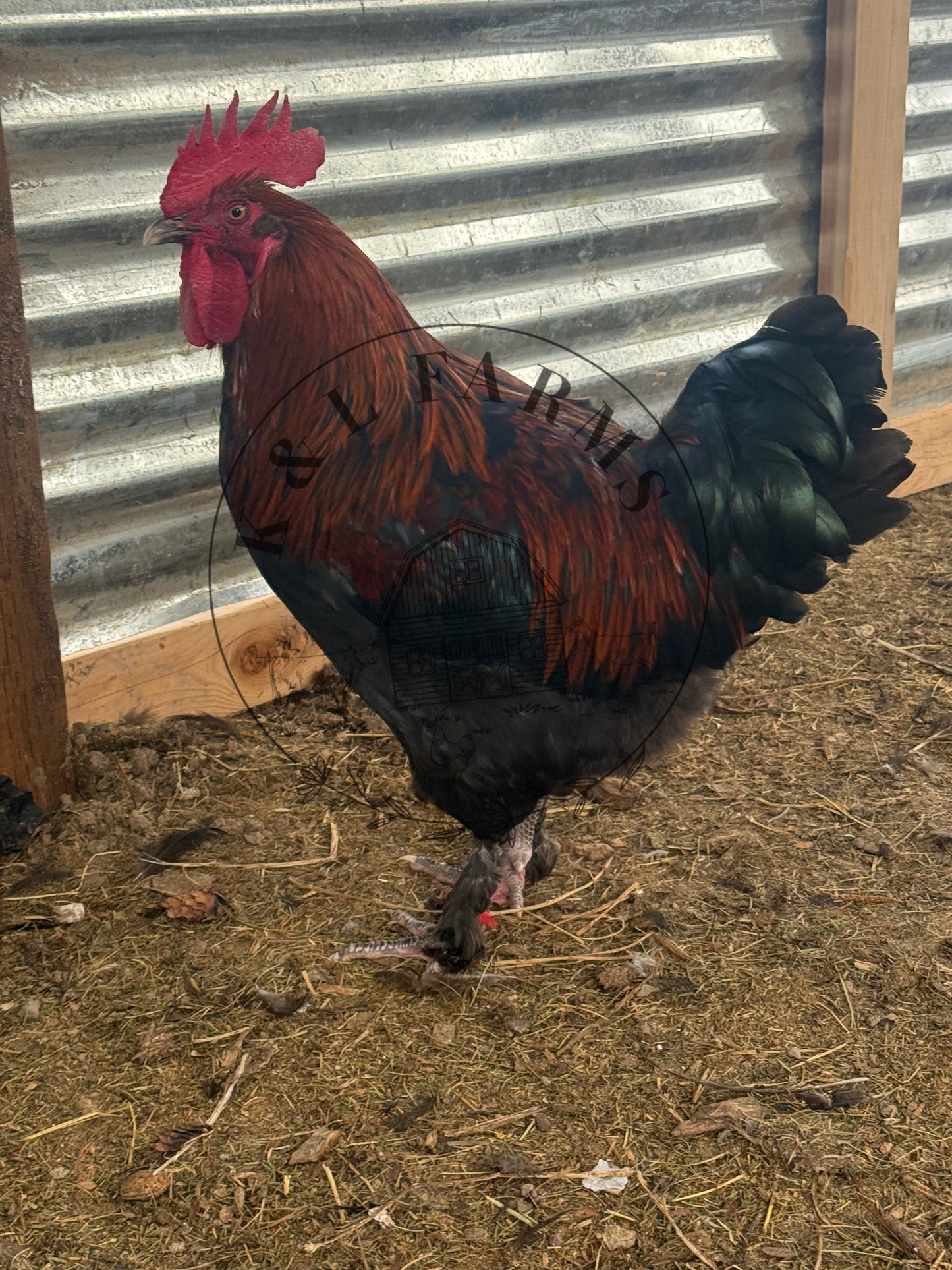 Black Copper Marans Pullet
