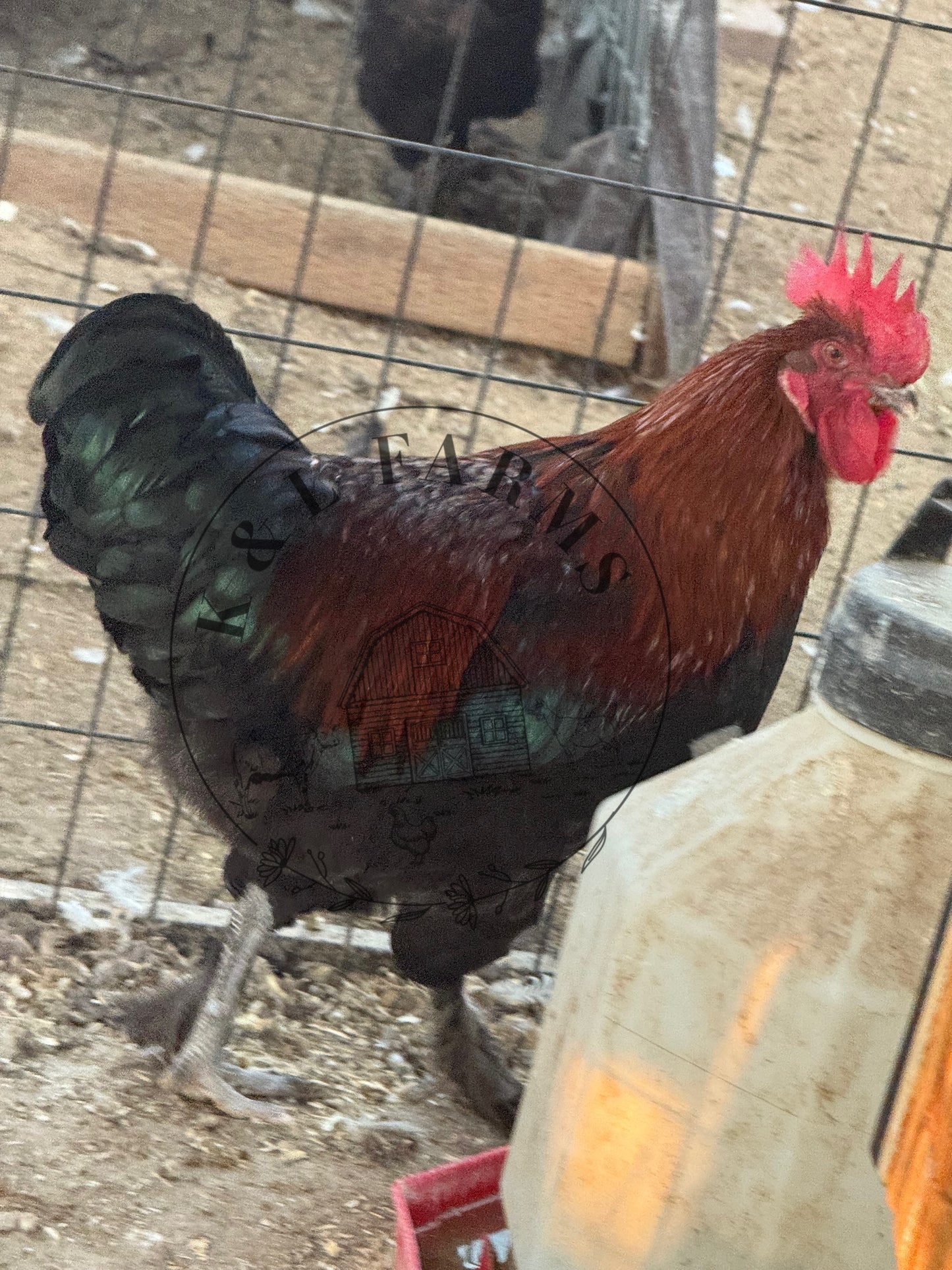 Black Copper Marans Pullet