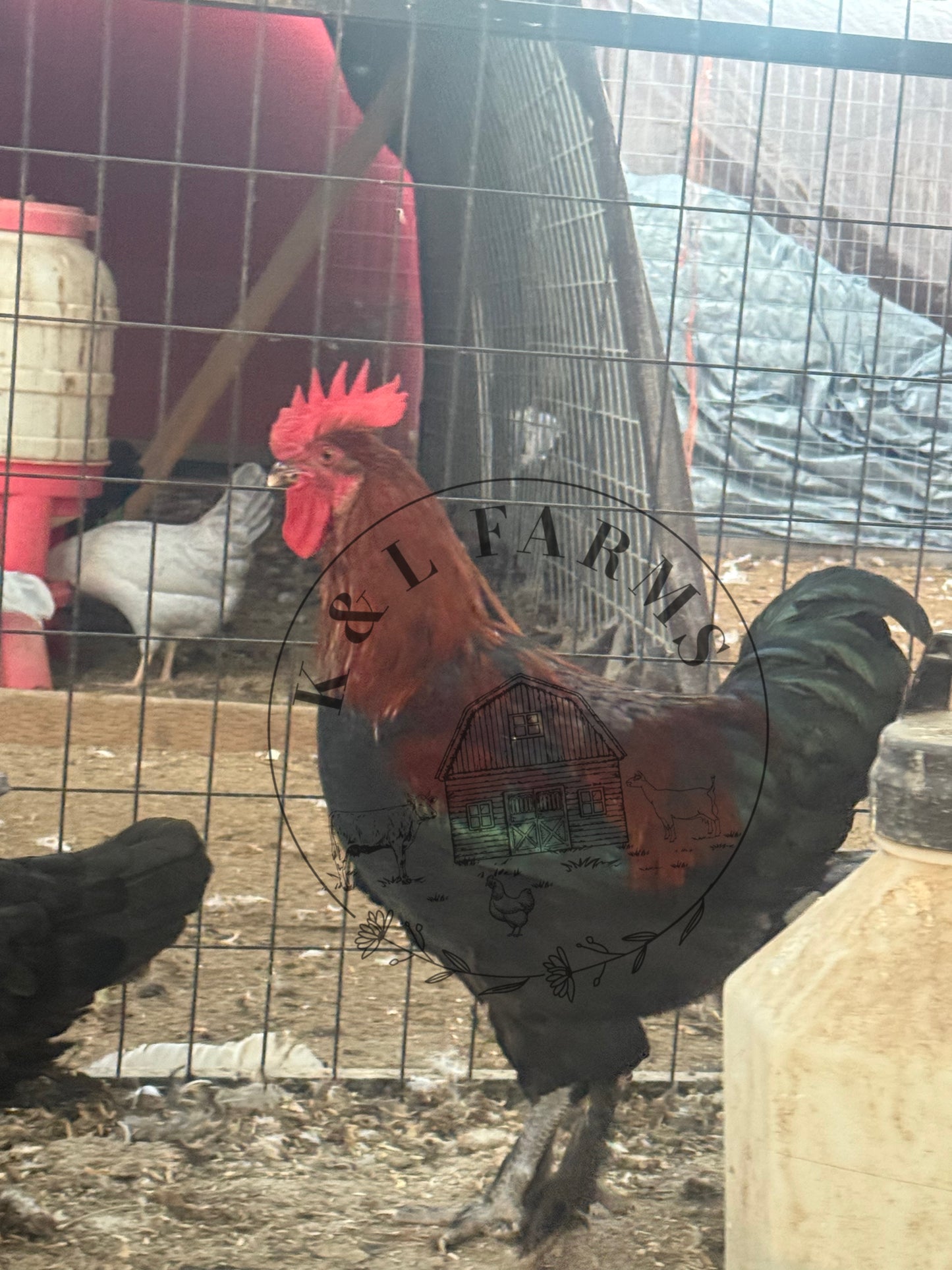 Black Copper Marans Pullet