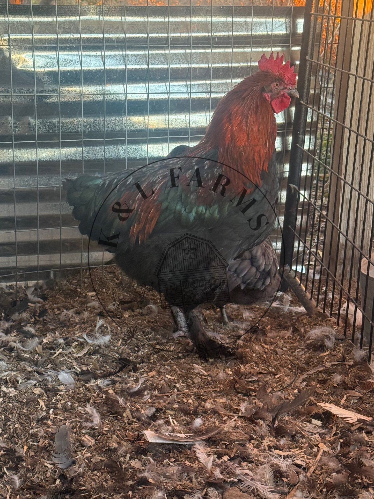 Black Copper Marans Pullet