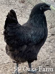 Ayam Cermani