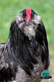 Purebred Ameraucana