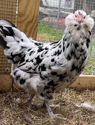 Purebred Ameraucana