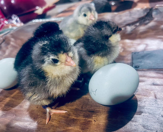 Rainbow Chick Bundle (10)