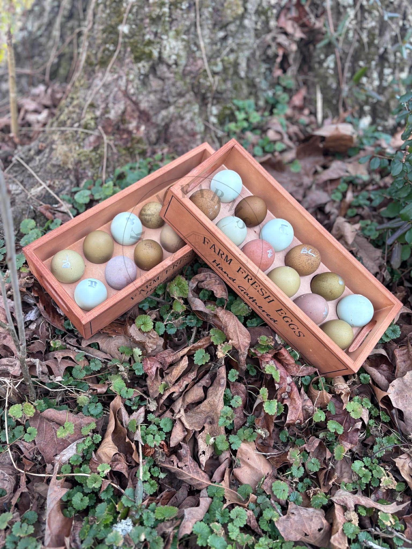 Chasing the Rainbow Hatching Eggs