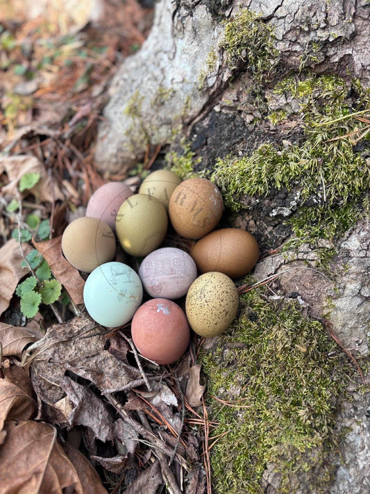 Chasing the Rainbow Hatching Eggs