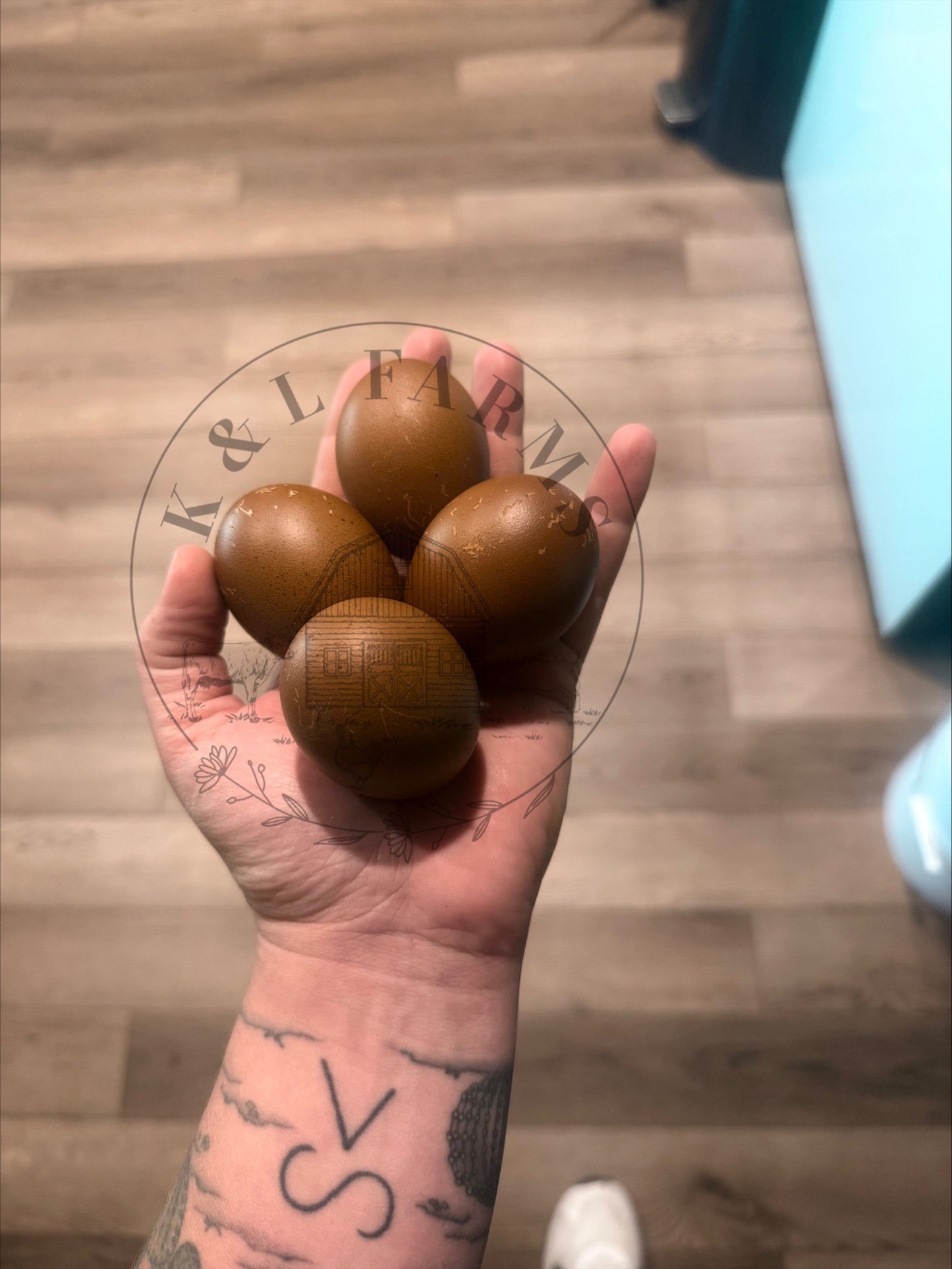 Multi Generational Olive eggers