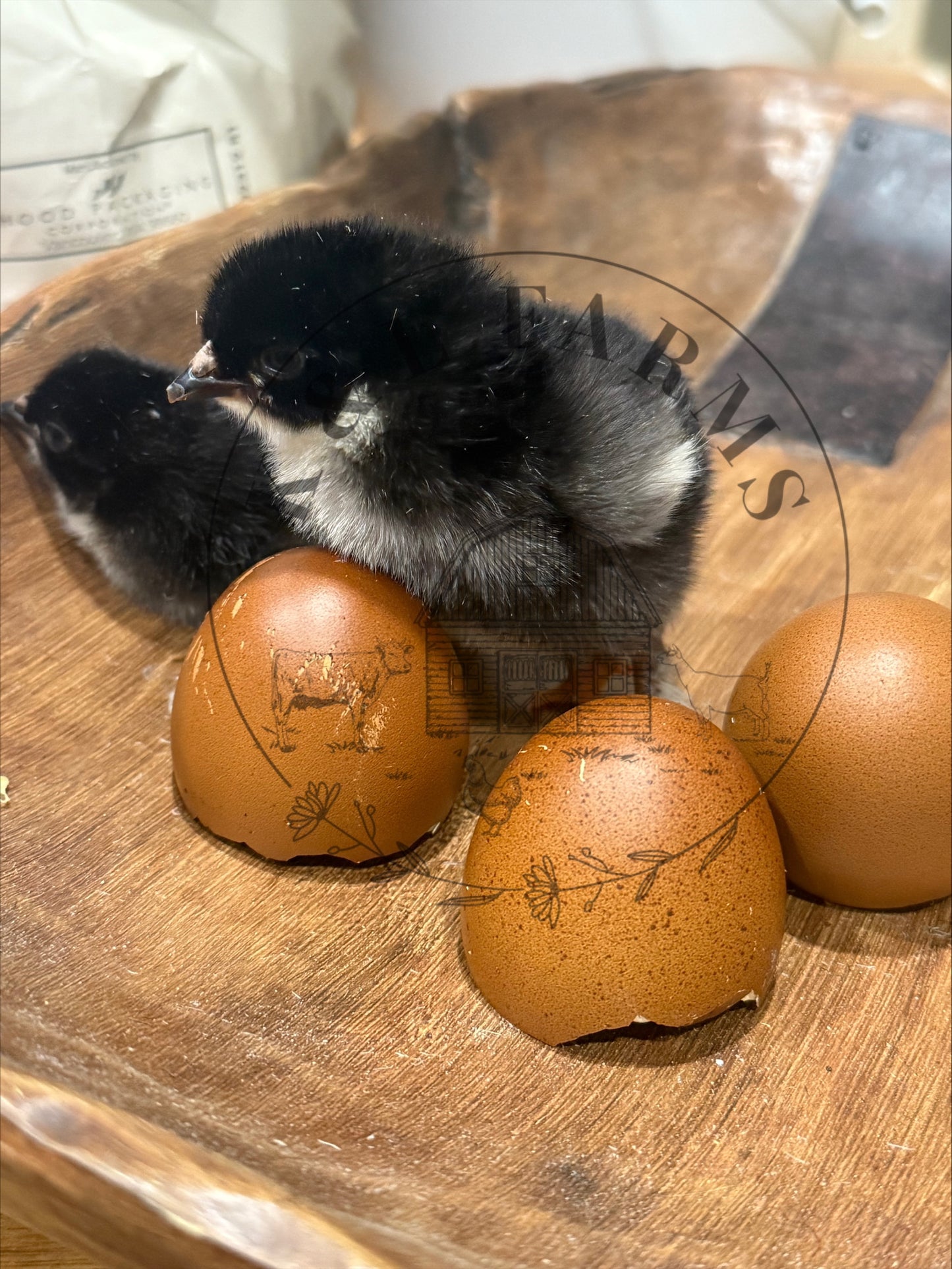 Multi Generational Olive eggers