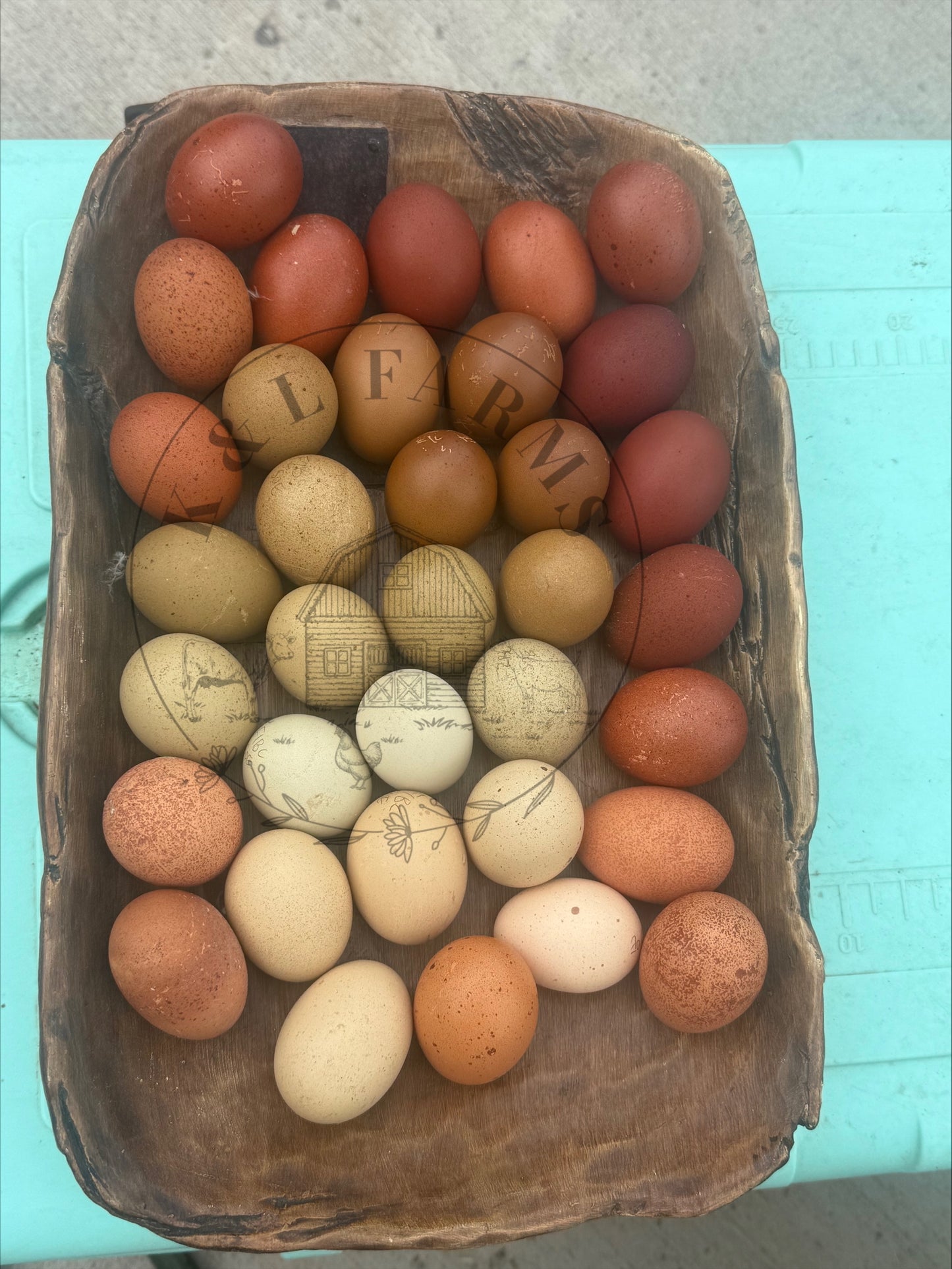 Multi Generational Olive eggers