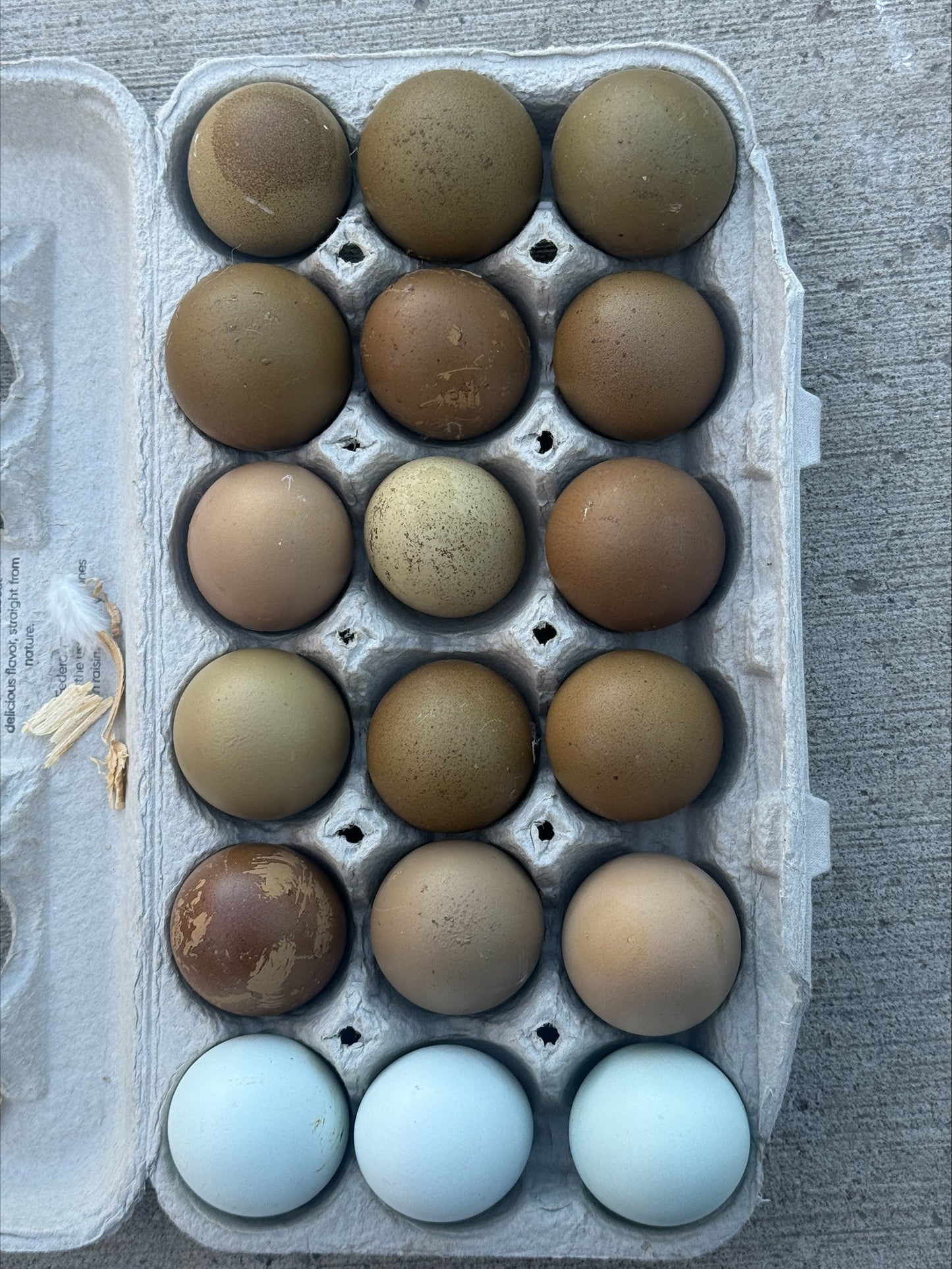 Multi Generational Olive eggers