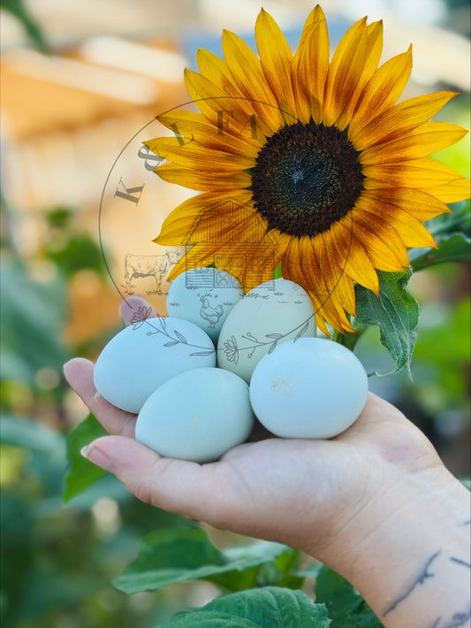 Cream/Opal Crested Legbars