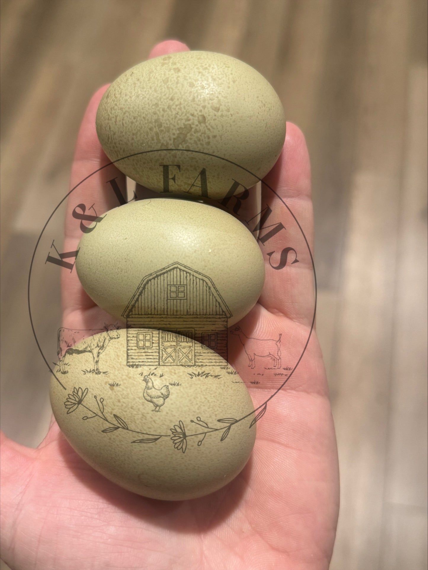 Multi Generational Olive eggers